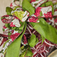 Wine Bar Wreath Grapes Decor